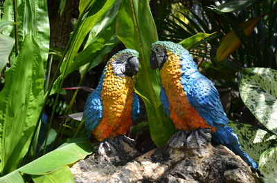 Close-up of parrot perching on tree