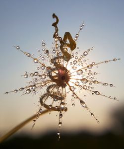 Close-up of wet plant against blue sky