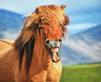 Close-up of a horse on field