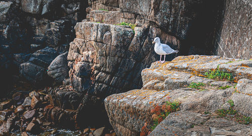 Seagull perching on rock