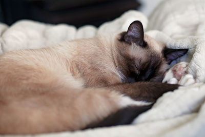 Cat sleeping on bed