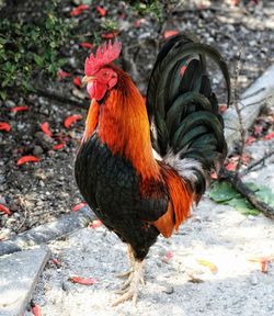 Rooster on field