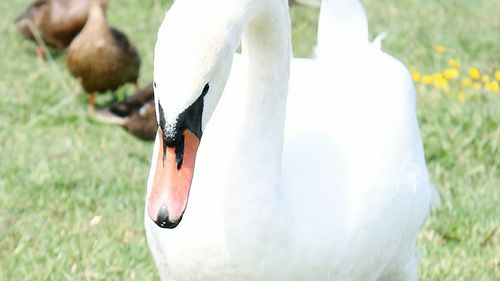 Close-up of swan on field