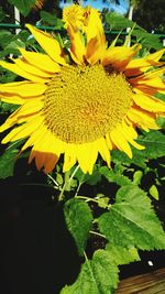 Close-up of sunflower