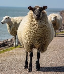 Portrait of sheep standing outdoors