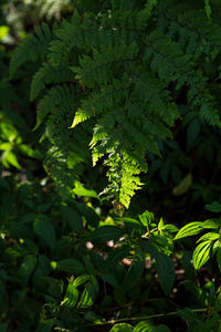 High angle view of plant leaves