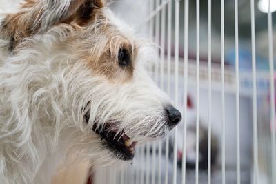 Close-up of a dog looking away