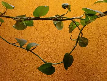 Close-up of plant growing against wall