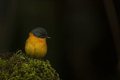 Close-up of bird perching on plant