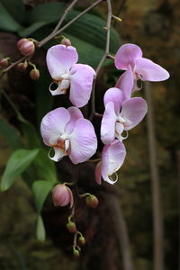 Close-up of pink flowering plant