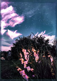 Close-up of pink flowering plant against sky