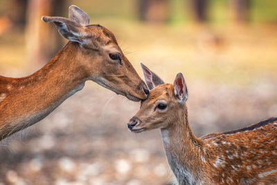 Close-up of deer with fawn on field