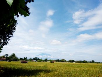 Scenic view of agricultural field against sky