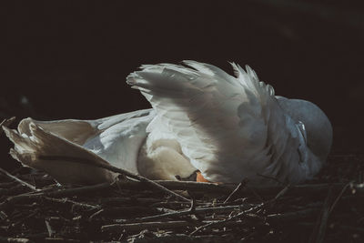 Close-up of bird perching