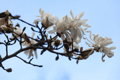 Low angle view of cherry blossoms against clear sky