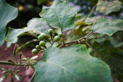 Close-up of berries growing on tree