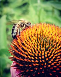 Close-up of insect on flower