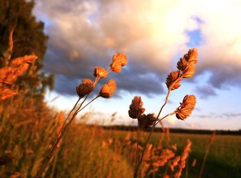 Close-up of flowering plant on field against sky