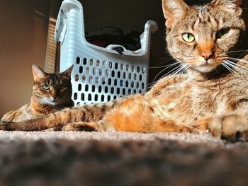 Cat in cage at home