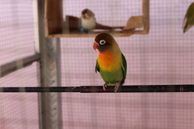 Close-up of parrot perching in cage