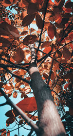 Low angle view of tree during autumn