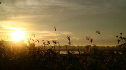 Crops growing on field against sky during sunset