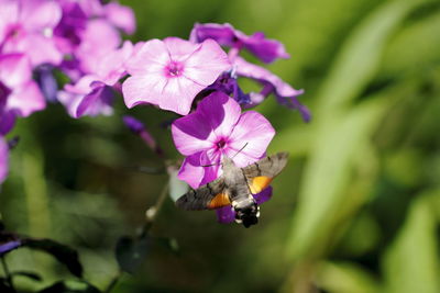 Close-up of honey bee on purple flower