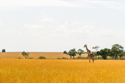 Scenic view of giraffe on field