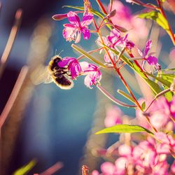 Close-up of bee pollinating on pink flower