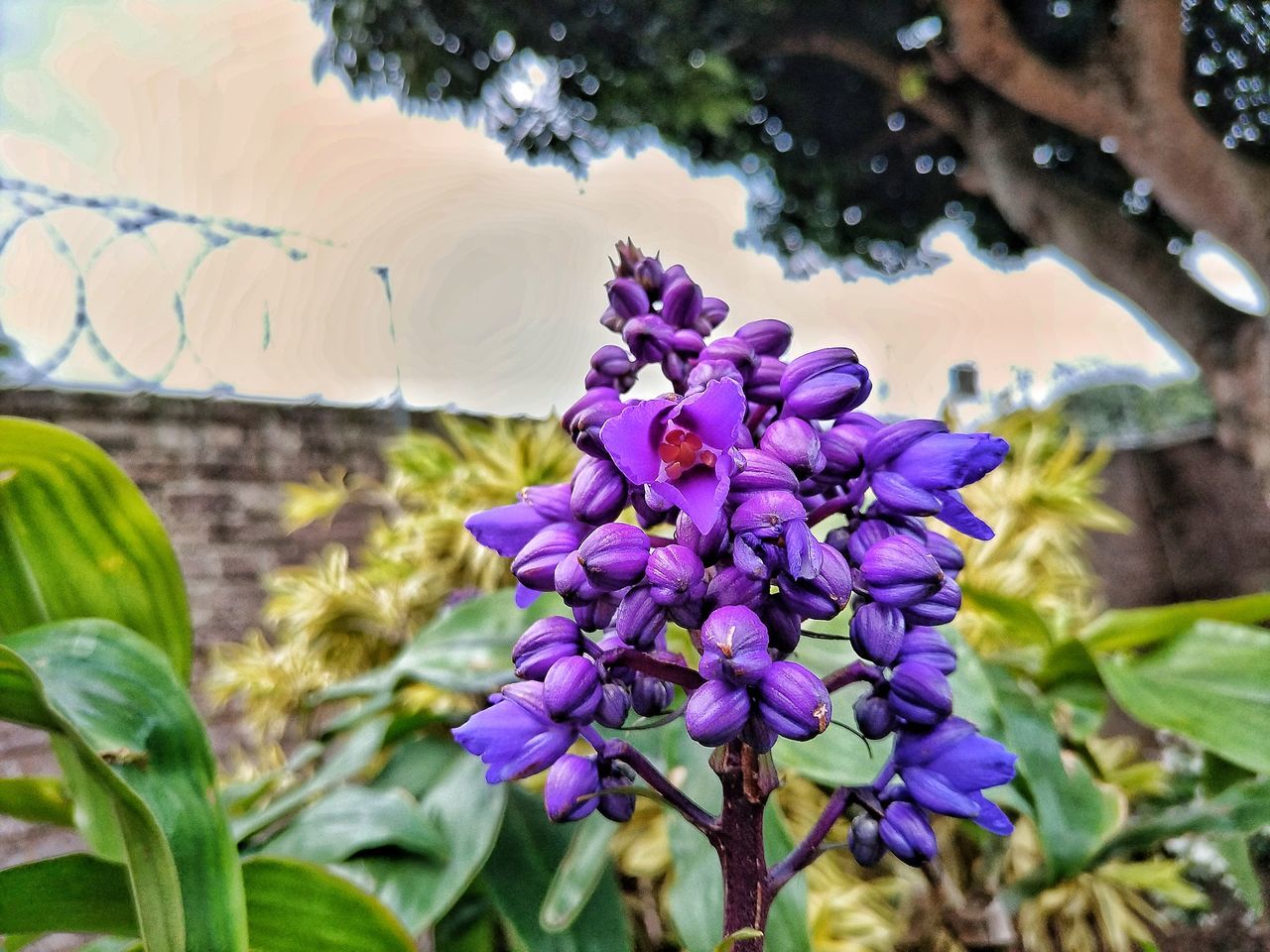 plant, flowering plant, flower, beauty in nature, freshness, nature, growth, purple, fragility, close-up, plant part, leaf, garden, focus on foreground, petal, no people, blossom, inflorescence, outdoors, day, flower head, wildflower, botany, springtime, tree, lilac