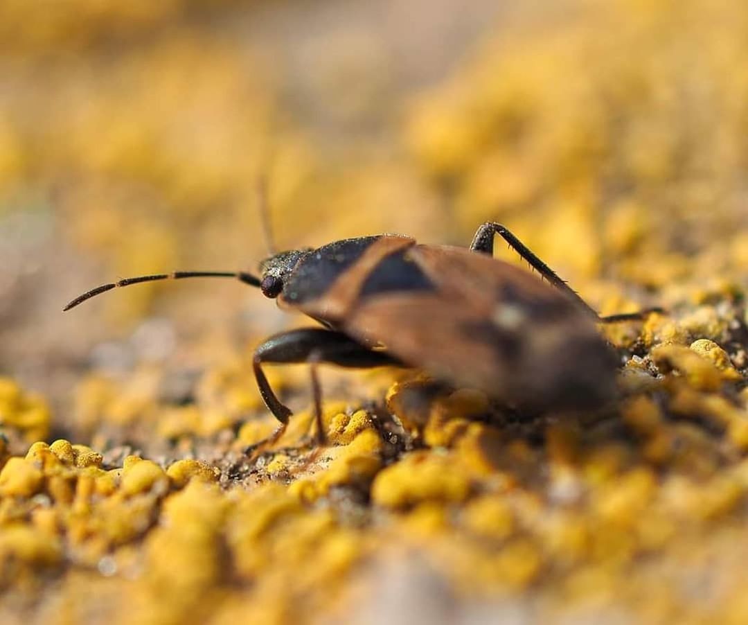 animal themes, animal wildlife, animal, animals in the wild, one animal, invertebrate, insect, close-up, selective focus, nature, no people, yellow, day, animal body part, outdoors, animal antenna, macro, land, solid, ant, surface level