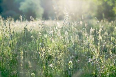 Panoramic view of flowering plants on land