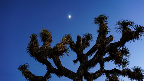 Low angle view of palm trees against blue sky