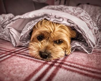 Portrait of dog relaxing on bed at home