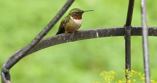 Close-up of bird perching on branch