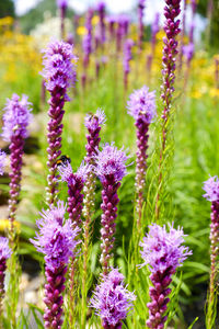Close-up of purple flowering plants