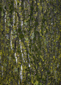 Full frame shot of moss growing on tree trunk