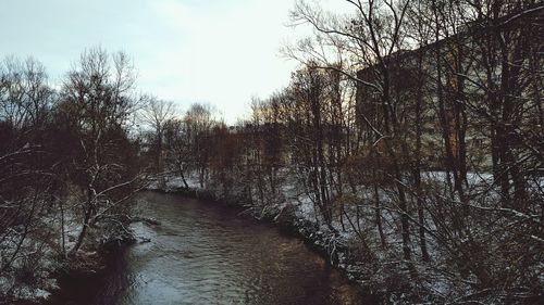 Bare trees by river