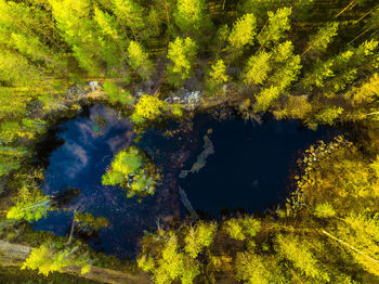 Scenic view of lake in forest