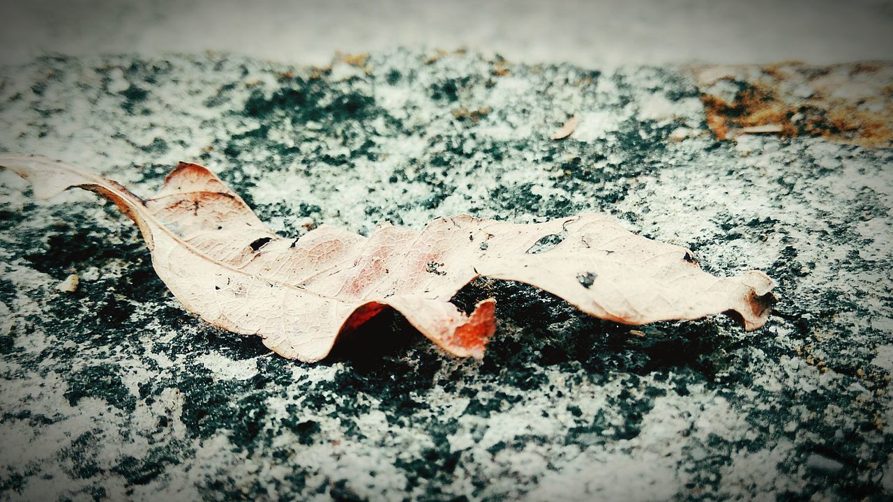 CLOSE-UP OF A SNOW ON GROUND