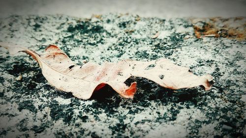 Close-up of snow on ground