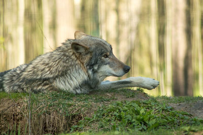 High angle view of a dog looking away