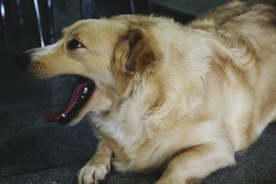 Close-up of dog relaxing