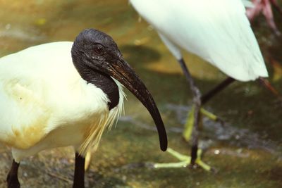 Close-up of a bird