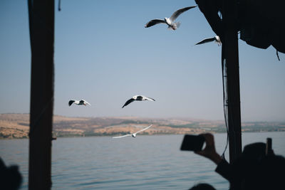 Seagulls flying over sea against sky