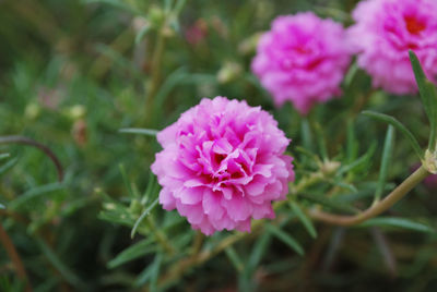 Close-up of pink flowering plant