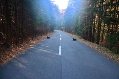 Road amidst trees in forest
