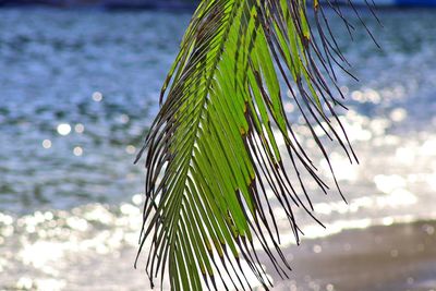 Close-up of palm leaf against sea