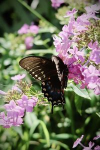 Close-up of butterfly pollinating on pink flower