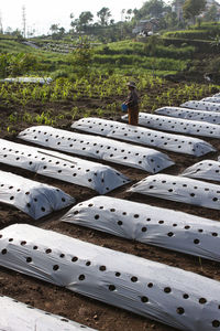 Vegetable plantation on the slopes of mount sumbing, central java 